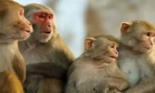 लकच्छीवाला में 15 बंदरों की मौत से इलाके में फैली सनसनी, मुंह-कान से निकल रहा था खून