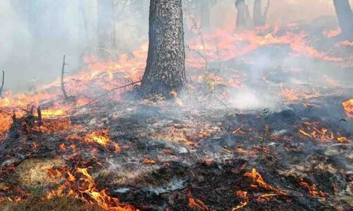 वनों की आग के लिए विभागीय मंत्री जिम्मेदार – रघुनाथ सिंह नेगी